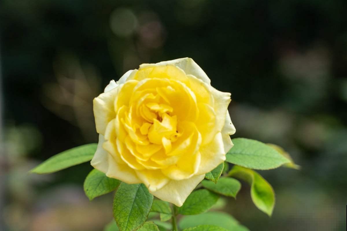 新手养不好月季？往往是忽视这3点，赶紧重视起来！