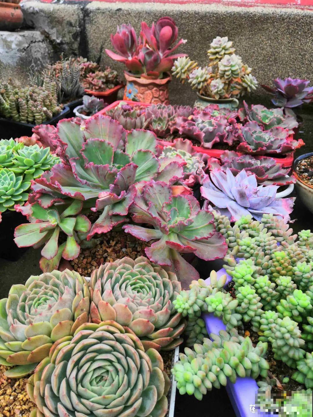 春天的多肉，长成一把大大扇子，看着就是爽