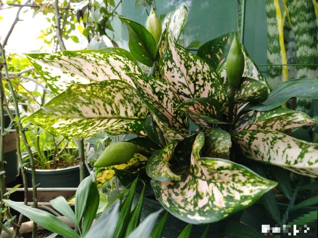 室内小窗台,养点小众盆栽,气质瞬间不一样 室内小窗台,养点小众盆栽,气质瞬间不一样