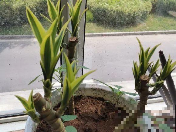 7种花要赶紧砍头,一头变多头,长得是真旺 7种花要赶紧砍头,一头变多头,长得是真旺