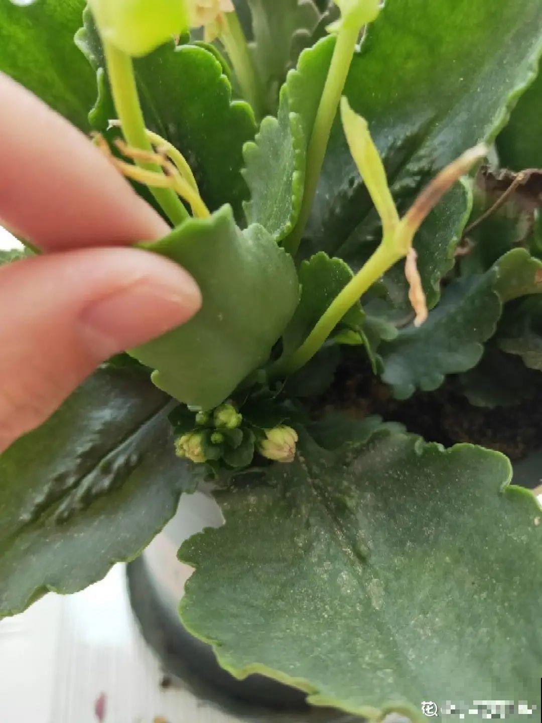 三角梅长不好?赶紧给它摘叶子,摘得越干净,长得越好 三角梅长不好?赶紧给它摘叶子,摘得越干净,长得越好