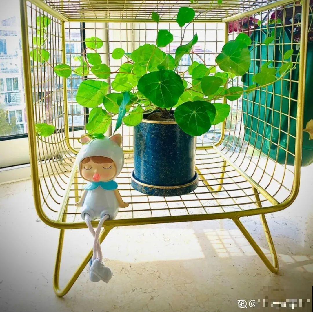 8种花开始慢慢睡醒了， 现在长得正旺，多浇水施肥， 开花更多！