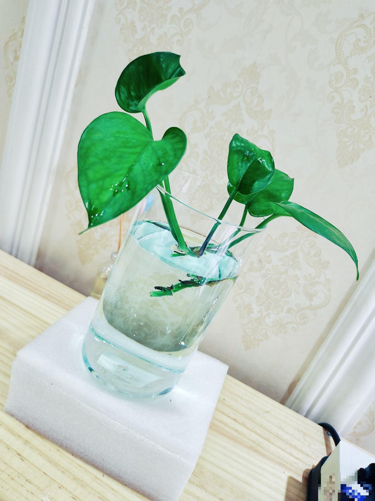 水培植物黄叶了,一招教你解决,叶子迅速变绿! 水培植物黄叶了,一招教你解决,叶子迅速变绿!