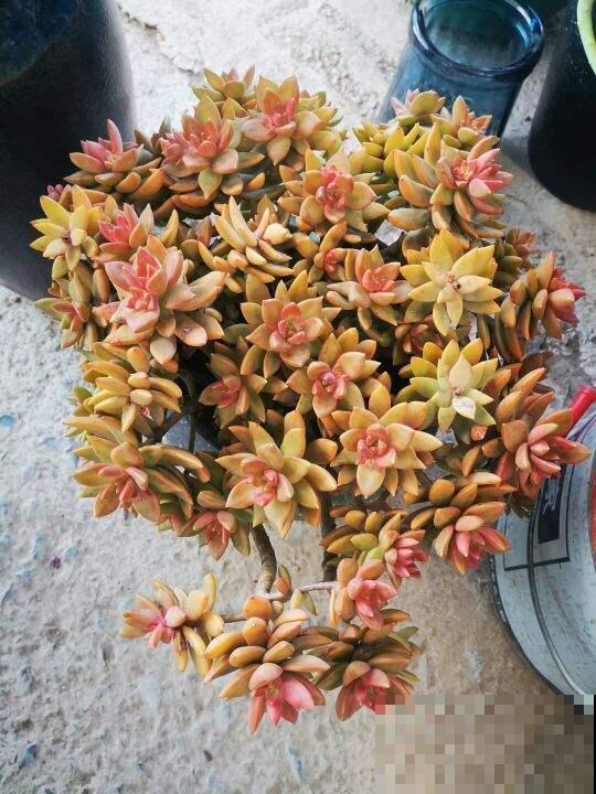 天气热了,植物开始休眠,现在就要少施肥 天气热了,植物开始休眠,现在就要少施肥