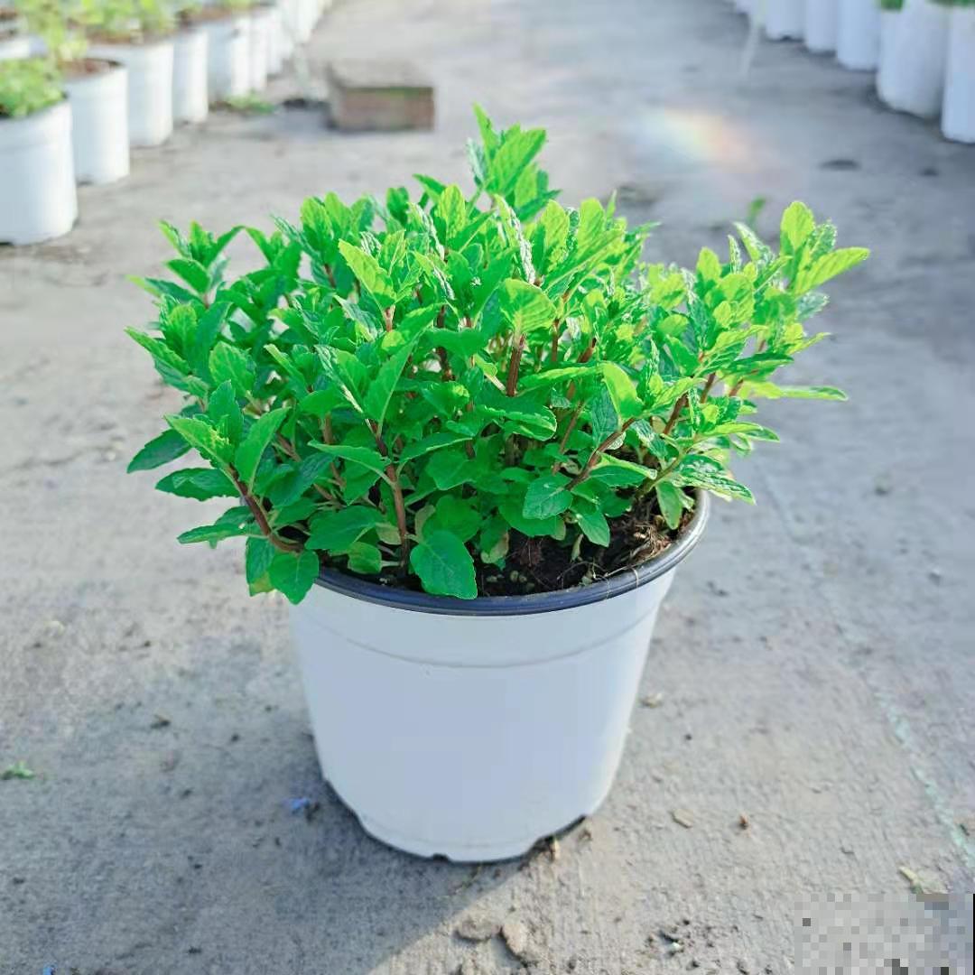 春天开始养薄荷, 等到天热了,爆出一大盆 春天开始养薄荷, 等到天热了,爆出一大盆