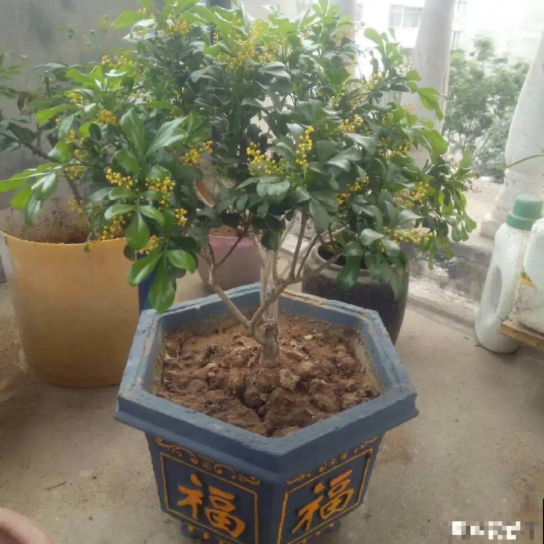 公认的难养花，买一盆死一盆，原来是被动了手脚…