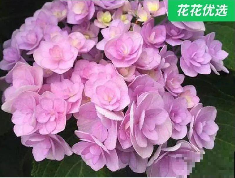 夏天扦插最好活，剪个枝条插土里，10天就生根！