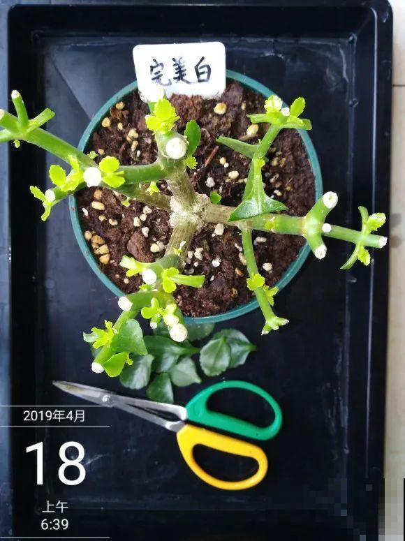 三角梅长不好?赶紧给它摘叶子,摘得越干净,长得越好 三角梅长不好?赶紧给它摘叶子,摘得越干净,长得越好