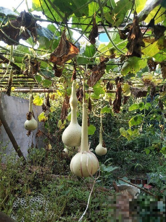 1种瓜真神奇,砍一刀很快就长出新的,边砍边吃真爽 1种瓜真神奇,砍一刀很快就长出新的,边砍边吃真爽