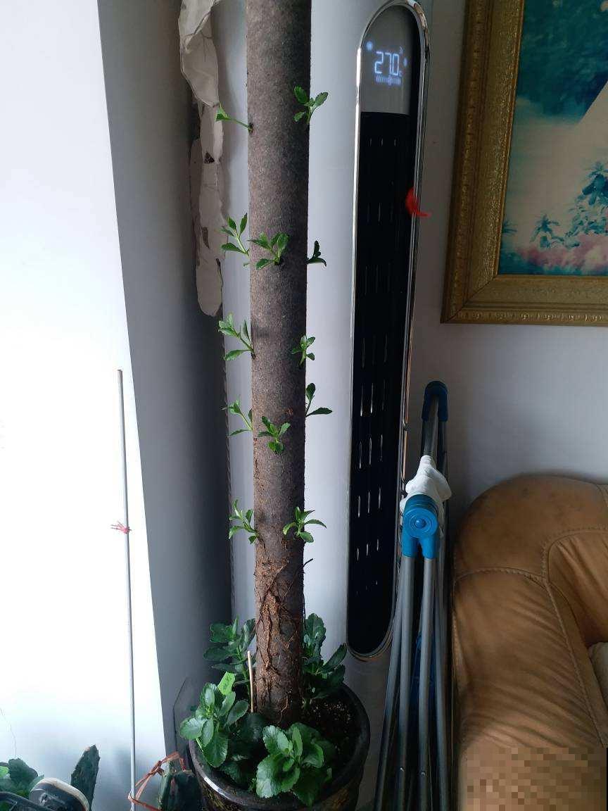 在家养花，一定要注意养花位置，5个地方不能养