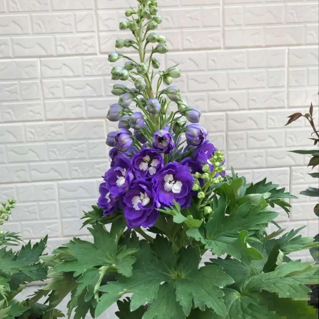 家里养盆“省心”花,自己开花自己结种,不用再买花种了 家里养盆“省心”花,自己开花自己结种,不用再买花种了