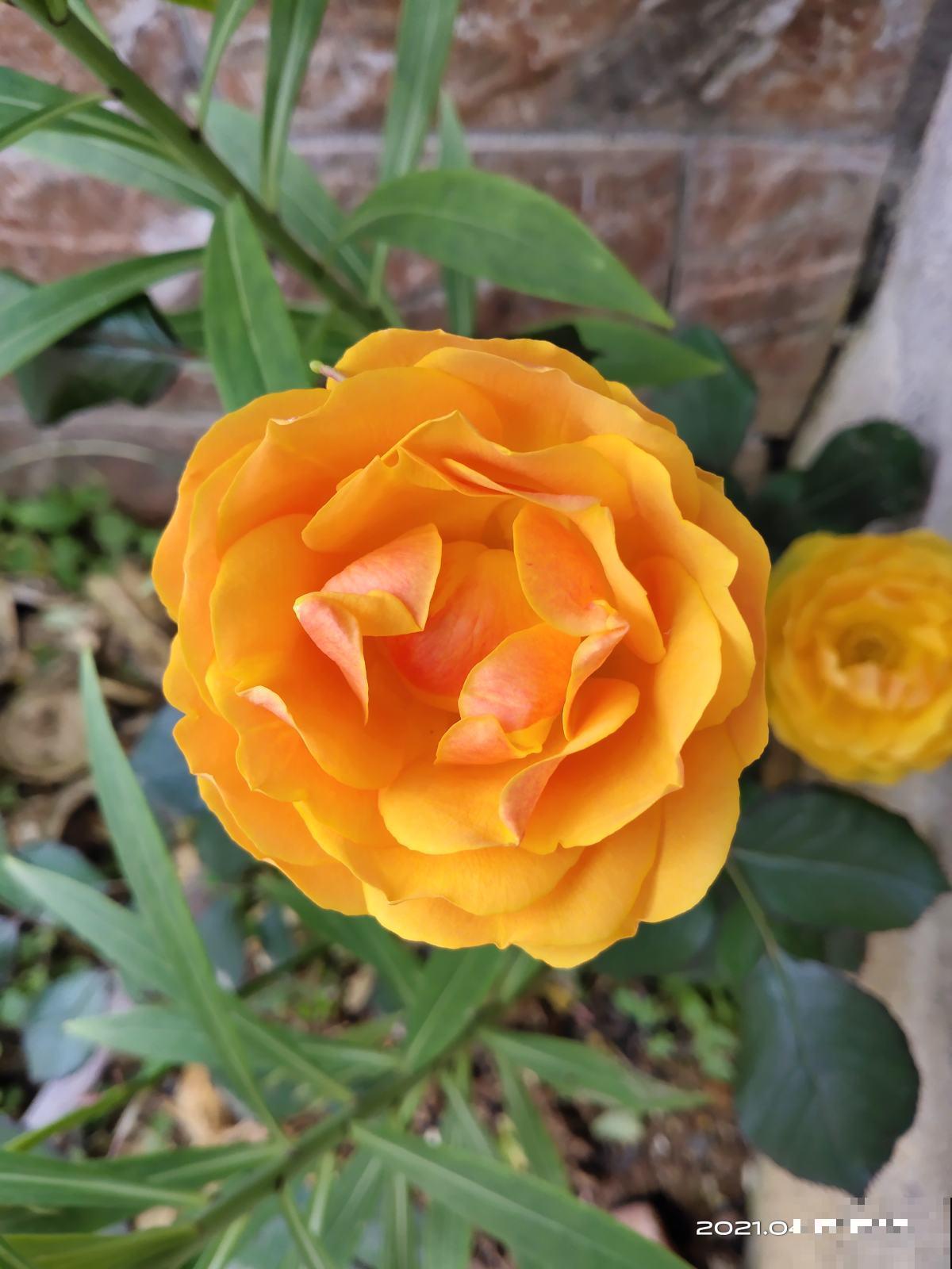 5种花真是“一举两得”,开花之后剪下来,插花瓶里颜值更高 5种花真是“一举两得”,开花之后剪下来,插花瓶里颜值更高