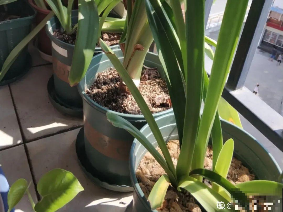 3月份养花,别急着搬出屋外,花容易死翘翘 3月份养花,别急着搬出屋外,花容易死翘翘