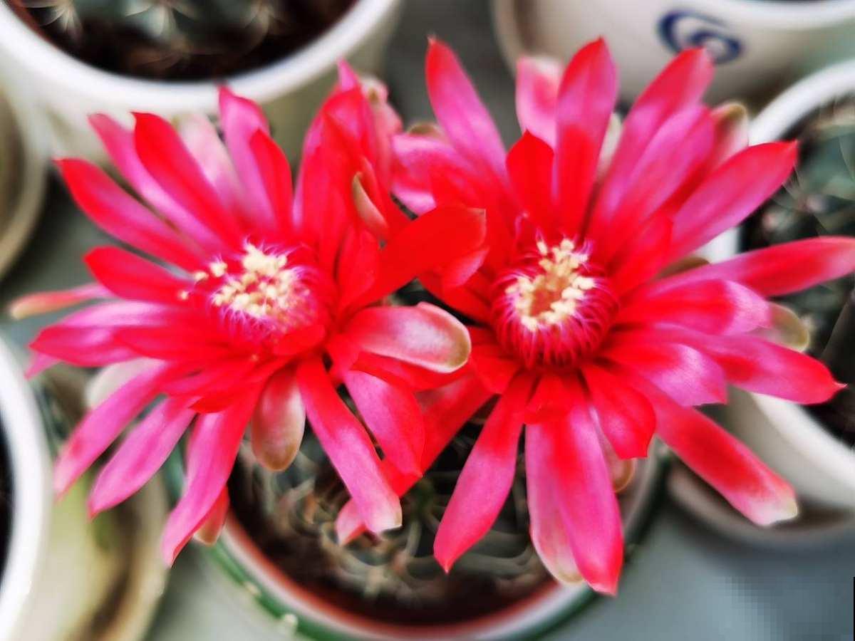 身边有个不喜欢养花的人，对着你冷嘲热讽，你会怎么办？