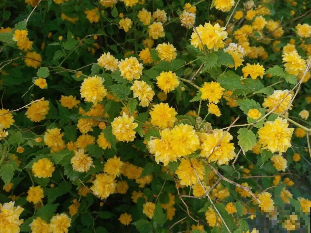 大院子养点大气花，超级有格调，漂亮的中国风