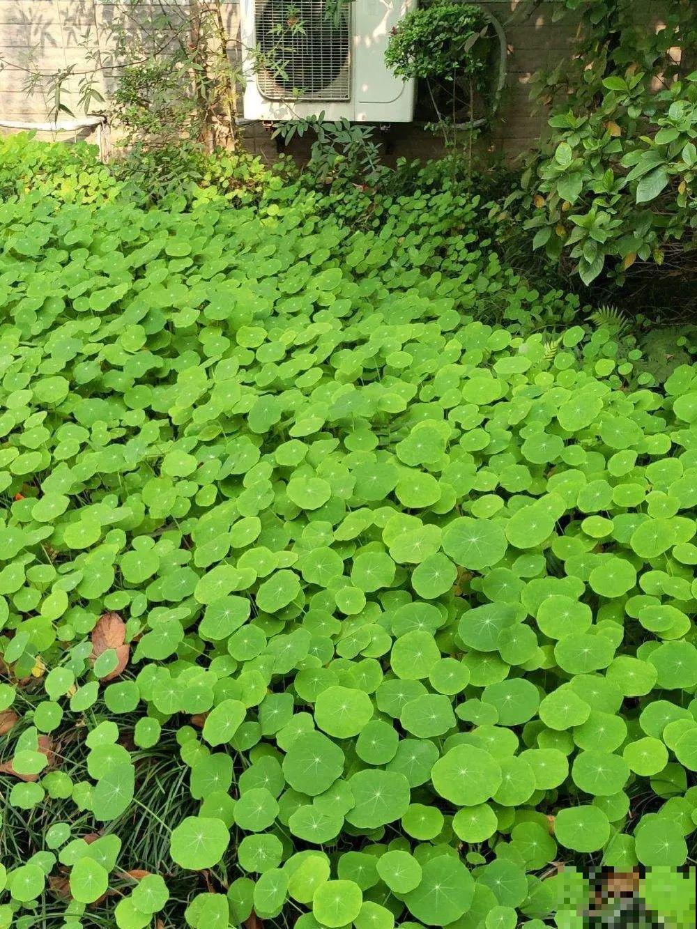 超好看的小野花，春天野外一大片，挖几棵回家还能泡茶