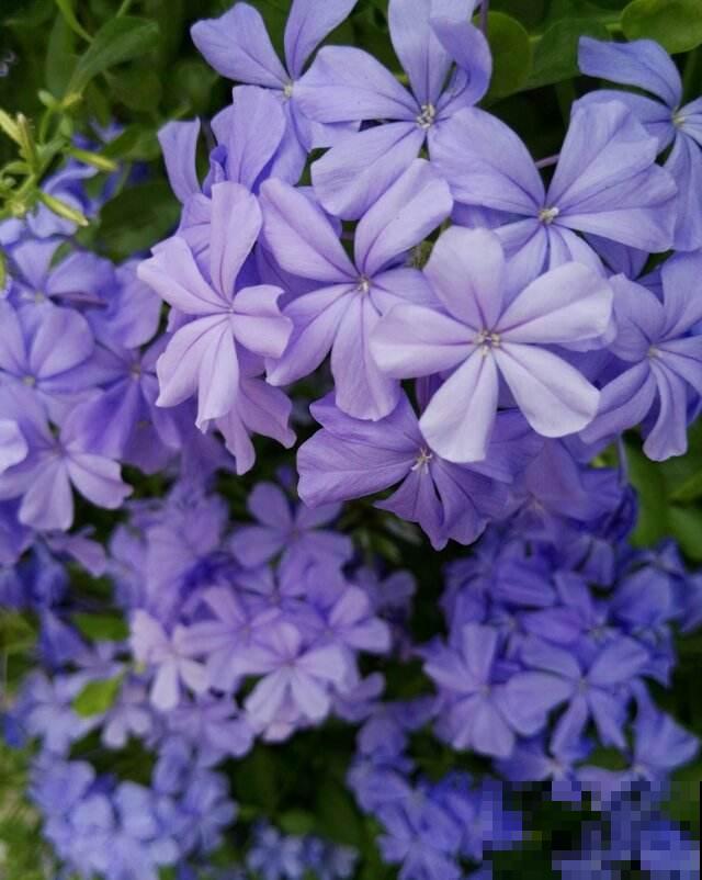 家里养的2种花,一年四季不招虫,干净好养开花多 家里养的2种花,一年四季不招虫,干净好养开花多