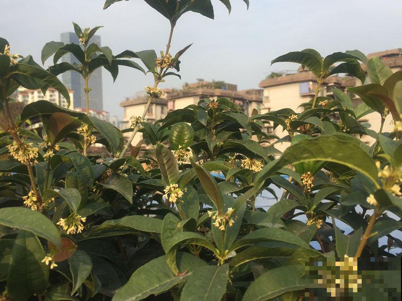 家里养棵“九里香”,香气扑鼻,从此屋里的除臭剂就省了! 家里养棵“九里香”,香气扑鼻,从此屋里的除臭剂就省了!