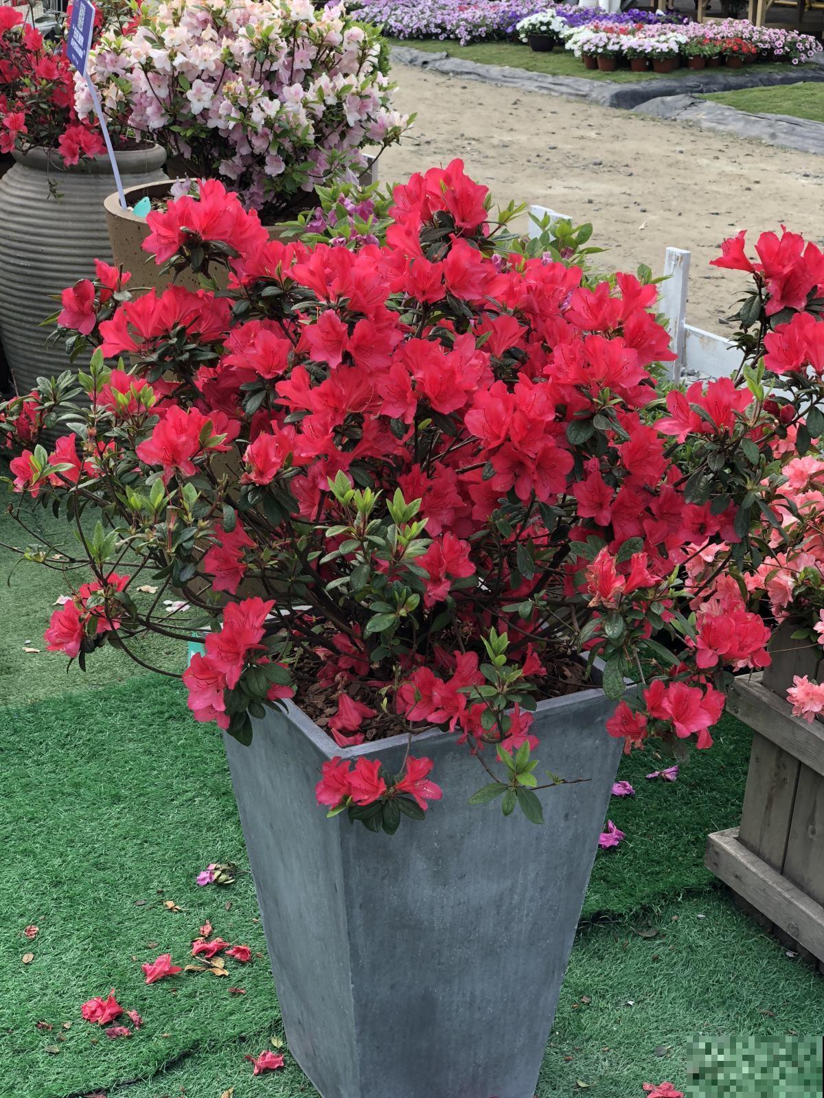 杜鹃和杜鹃花没有什么关系，这名字撞的，有点离谱！