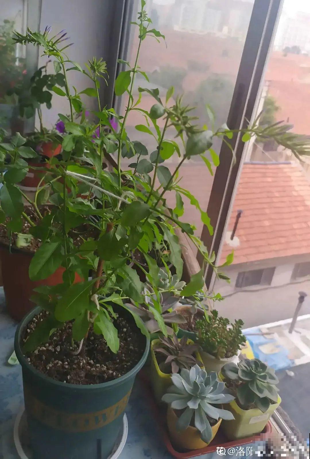 11种常见花，现在扦插，成活率特高