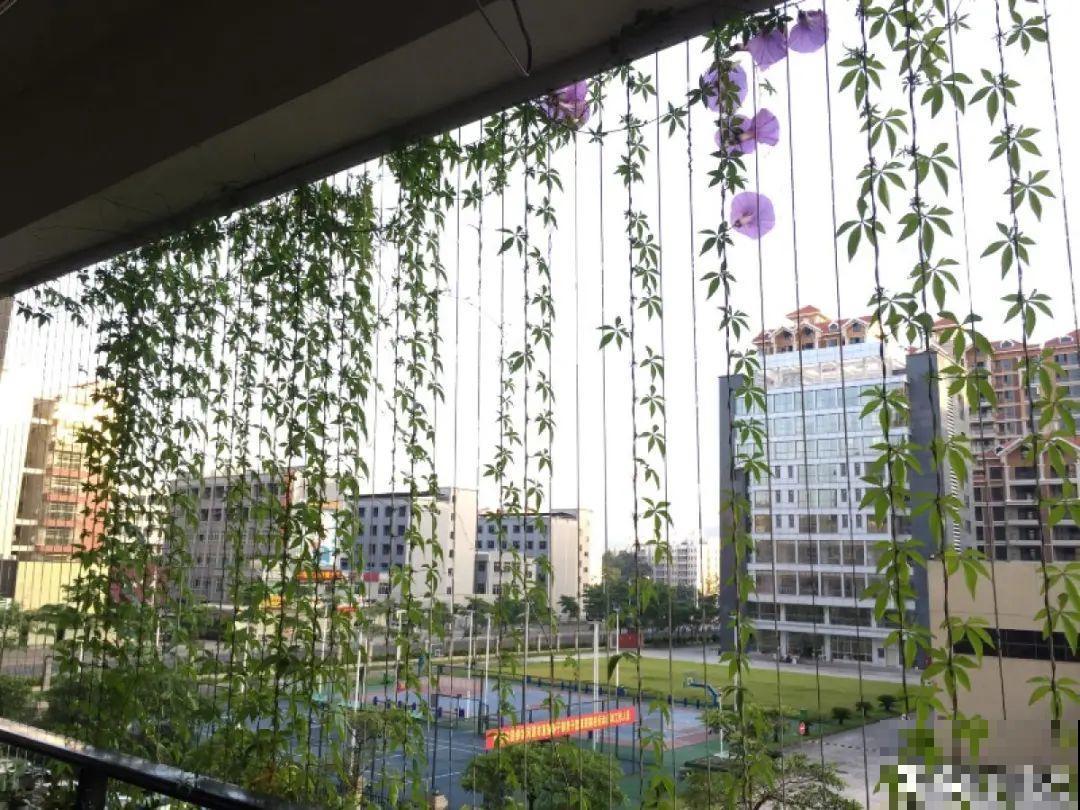 一棵旱金莲,开花又多又没,1年就能长成花墙! 一棵旱金莲,开花又多又没,1年就能长成花墙!