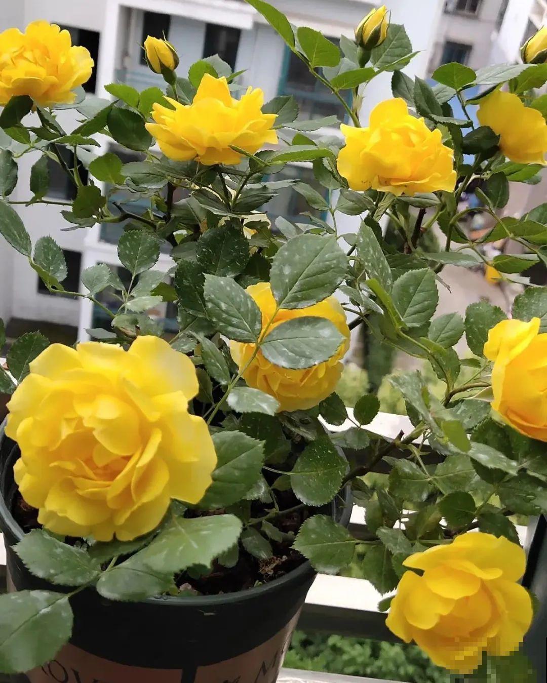 给花浇水掺点白醋，植物根比萝卜还粗，健壮不黄叶