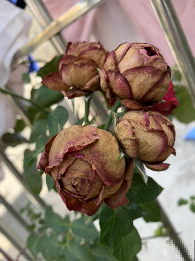 夏天养花,换个清凉方式,来点不一样的感觉 夏天养花,换个清凉方式,来点不一样的感觉