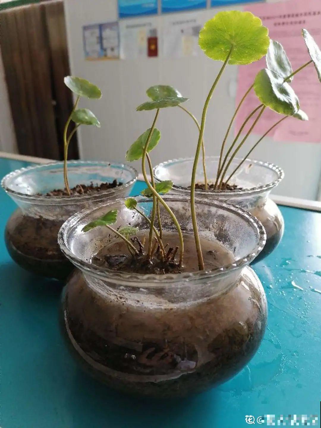 虐着养的花，剪成秃子，半月不浇水，呼呼开花