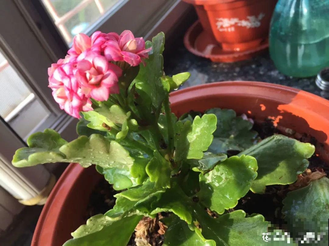 4月养花病虫害，白霜、黑斑、黄点儿···再不治就死光了