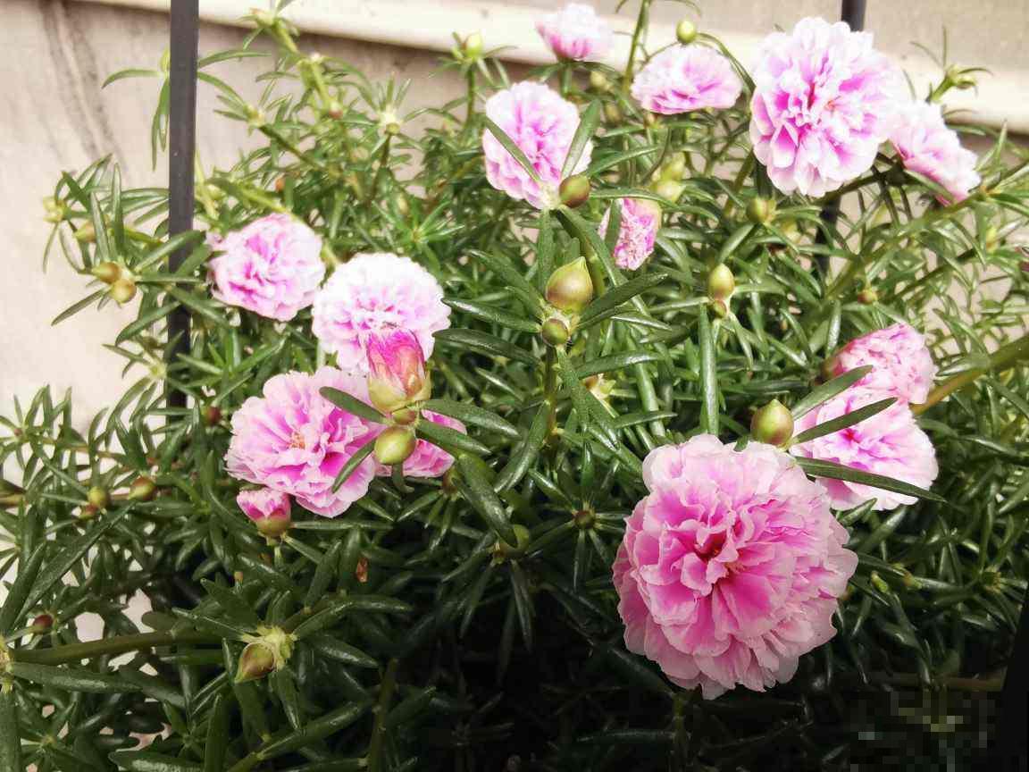 天生“性价比”超高的植物，价格便宜开花还多，适合新手