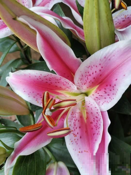 花香味浓的植物，有的人觉得香，有的人觉得臭