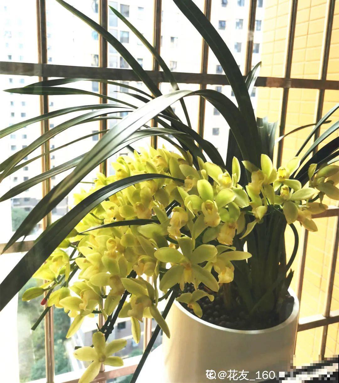 长寿开花后，要好好修剪，很快冒新芽