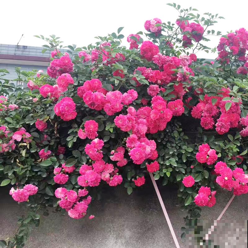 邻居种的风车茉莉,直接长到我家来,天天赏花特开心 邻居种的风车茉莉,直接长到我家来,天天赏花特开心