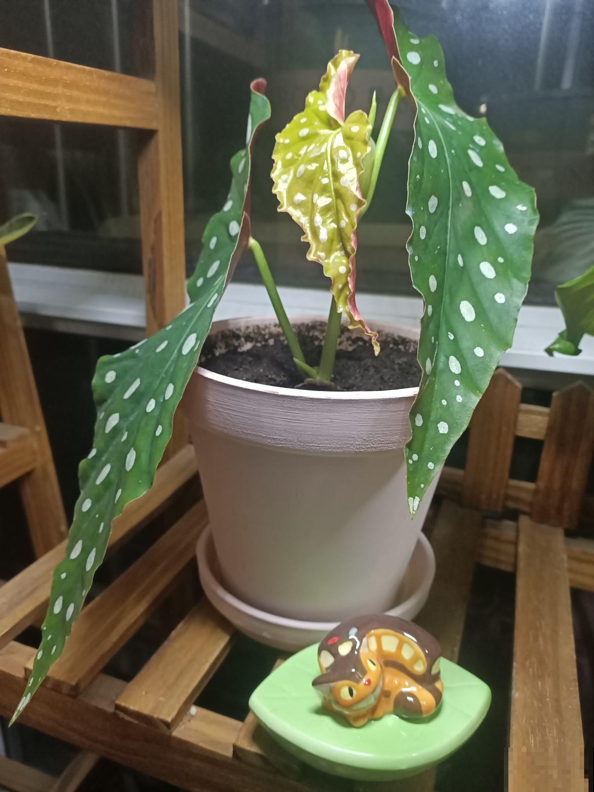 养了才知道为什么它们是“网红花”，美得实在别致！