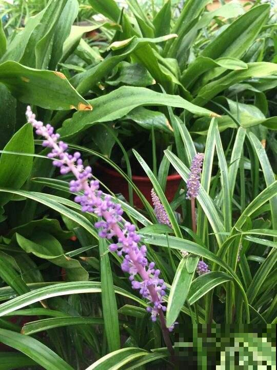 路边常见的野花,叶子像兰花,开粉色小花特可爱 路边常见的野花,叶子像兰花,开粉色小花特可爱