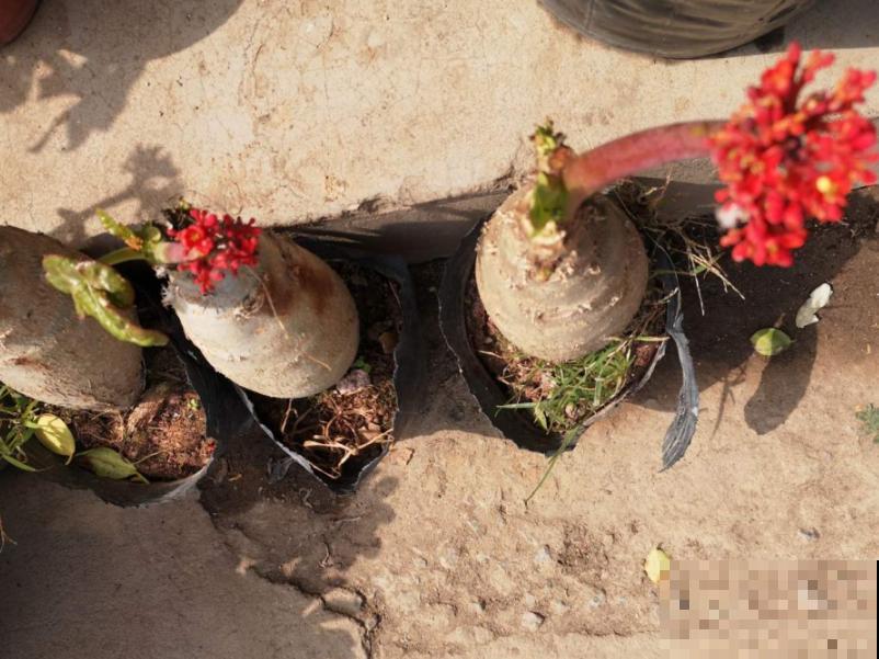 小花盆里养花,选对品种很重要,也能开花爆盆 小花盆里养花,选对品种很重要,也能开花爆盆