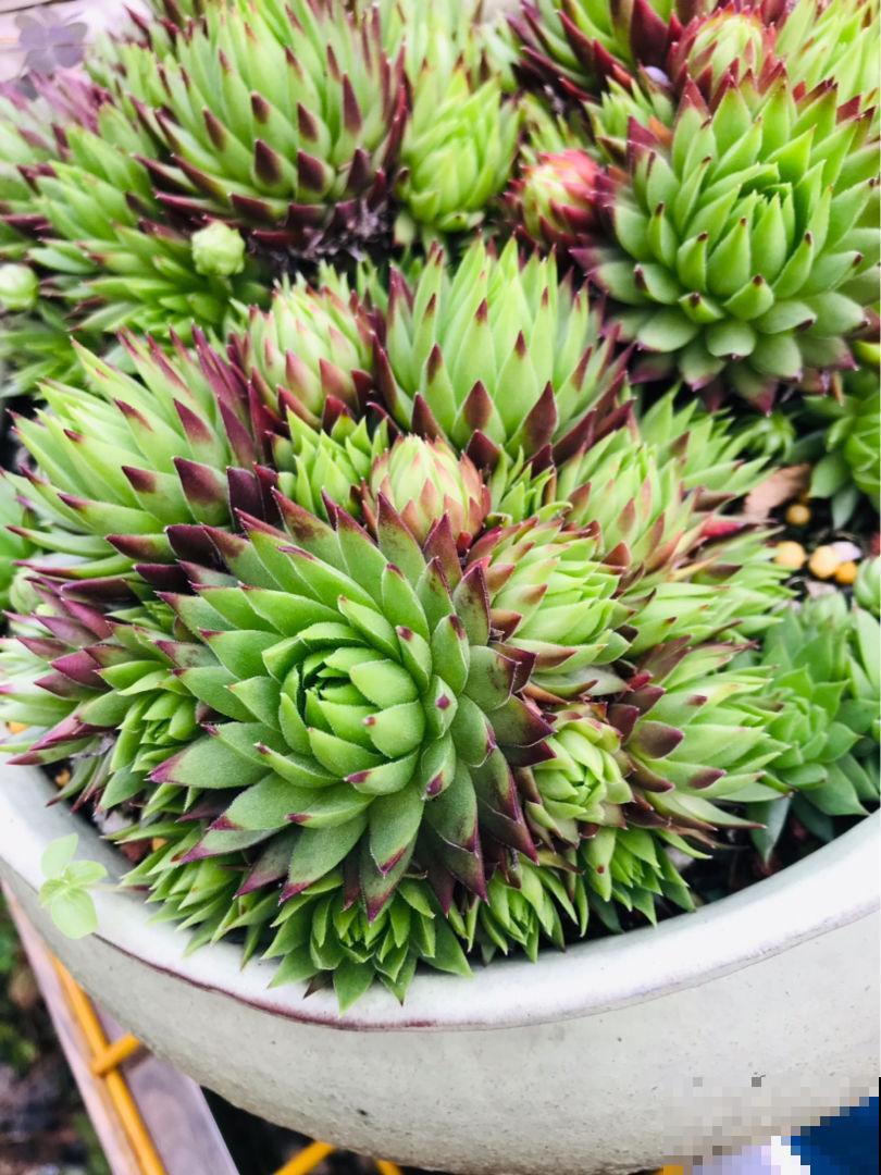 后台关于养花的问题,挑选4位花友解答,大家踊跃留言 后台关于养花的问题,挑选4位花友解答,大家踊跃留言