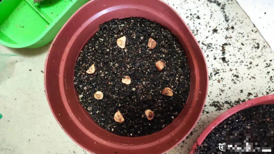 20种花不用买，开完花等20天，爆出好多种子！