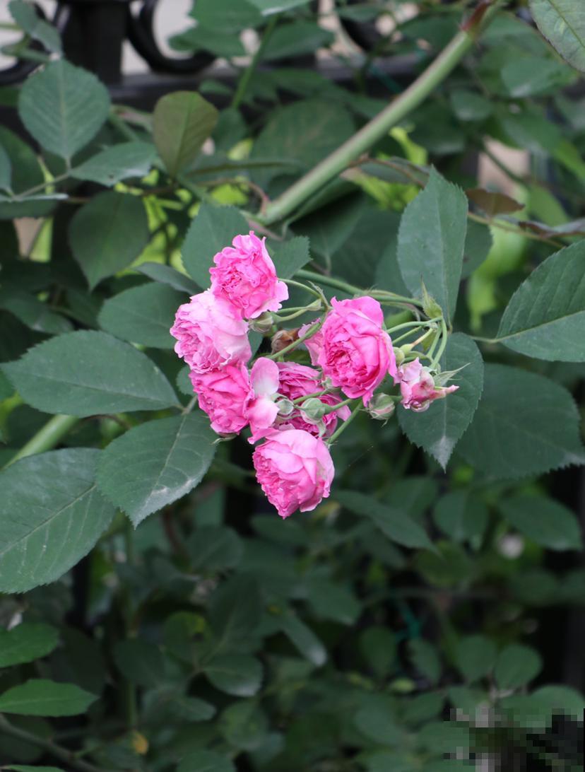 这个季节最适合蔷薇扦插,掌握这些技巧,轻松花开满墙! 这个季节最适合蔷薇扦插,掌握这些技巧,轻松花开满墙!