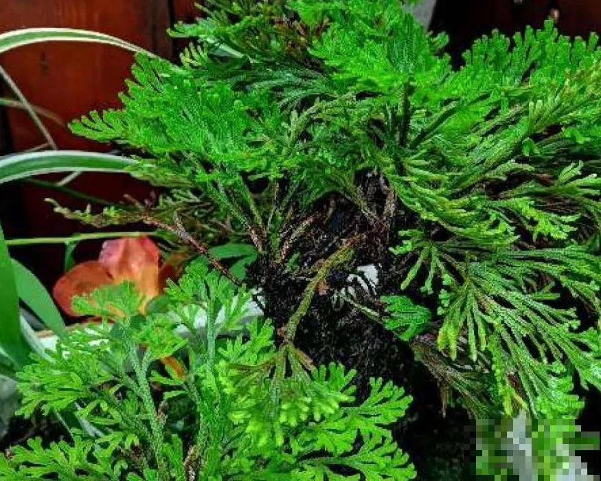 山上遇到“还魂”草,千万不要挖,养不活还破坏环境 山上遇到“还魂”草,千万不要挖,养不活还破坏环境