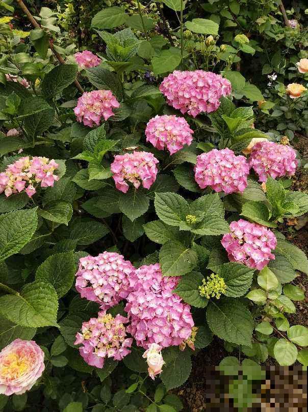 4种花是大水缸，一天不浇水，马上蔫给你看