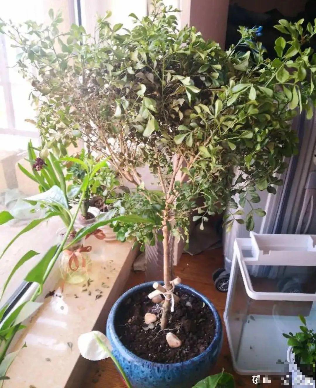 新买的绣球别猛晒，养在阴凉通风处最好，不然叶子全晒焦了