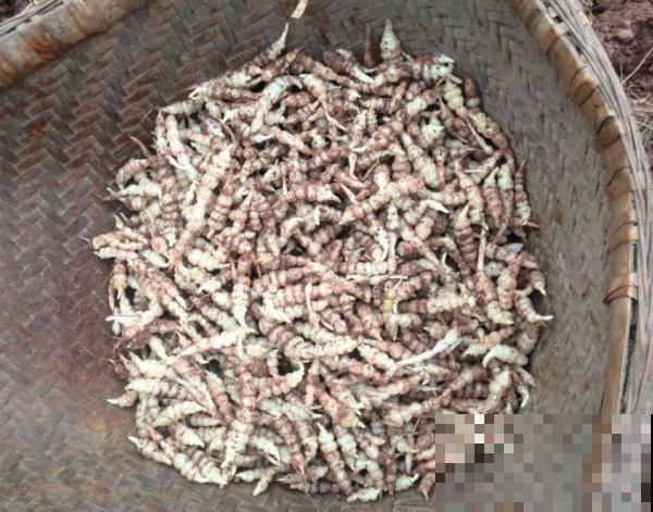 地里挖出一把块茎，长得像是白蚕，脆脆的特好