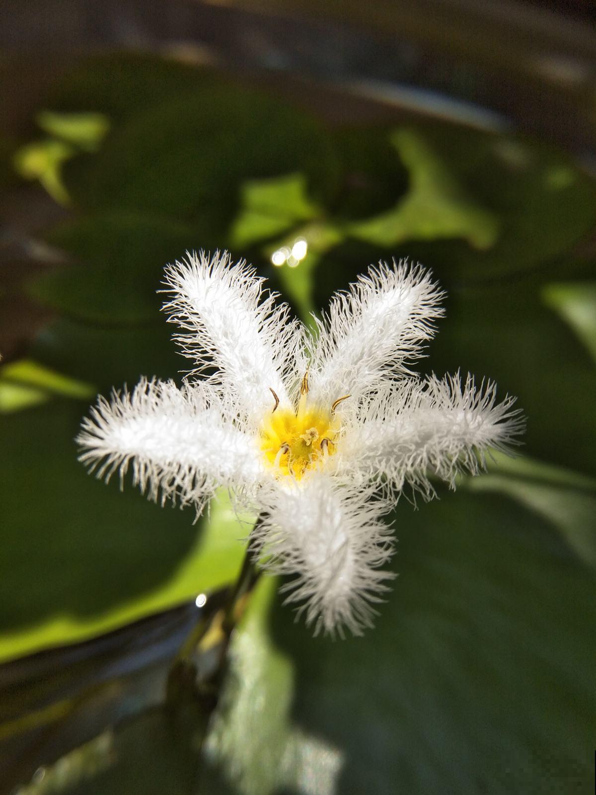 1种花只有1片叶,只需要一碗清水就能养,现在养到夏天长满缸! 1种花只有1片叶,只需要一碗清水就能养,现在养到夏天长满缸!