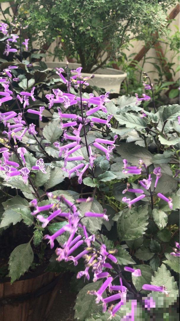 4种香草植物，香味十足，闻一闻神清气爽