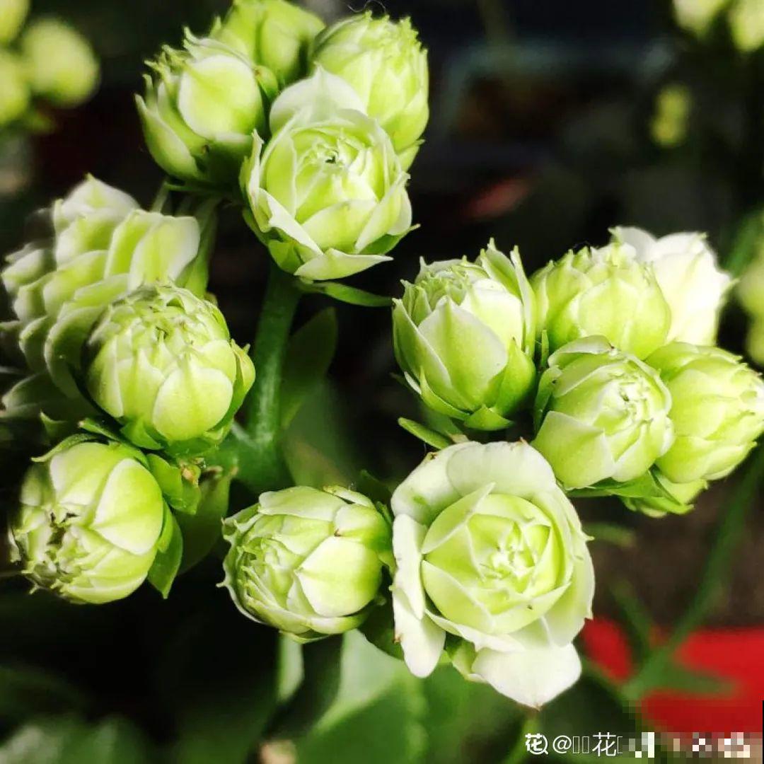 春天养盆绿色花,看着清爽干净,今年一定要养一盆 春天养盆绿色花,看着清爽干净,今年一定要养一盆