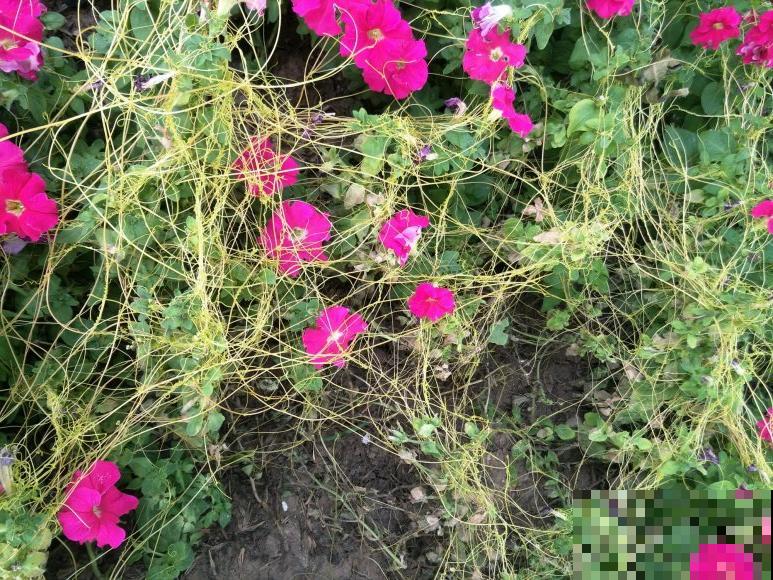 院子长出9种草，看到就铲除，留着就是大祸害