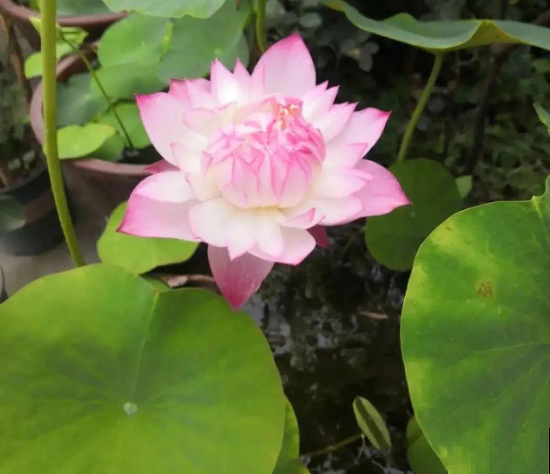 晒不死、热不死的花,越晒花越多,越热长越快 晒不死、热不死的花,越晒花越多,越热长越快