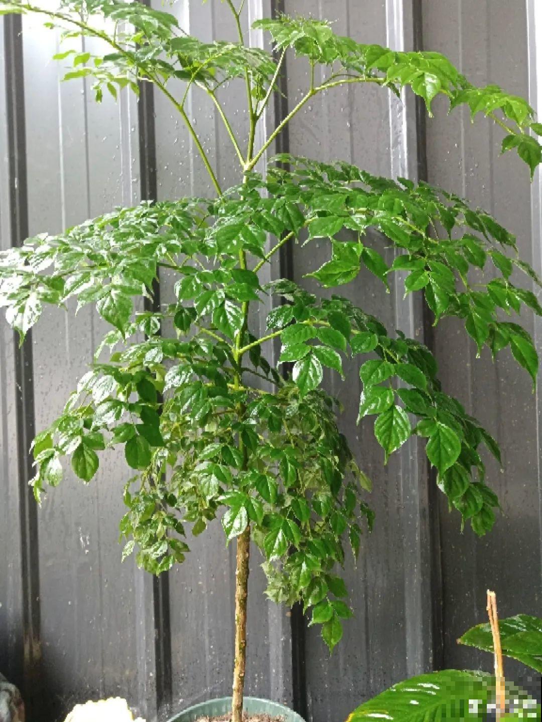 10种花越高越值钱,能长到2米,大高个霸气镇宅! 10种花越高越值钱,能长到2米,大高个霸气镇宅!