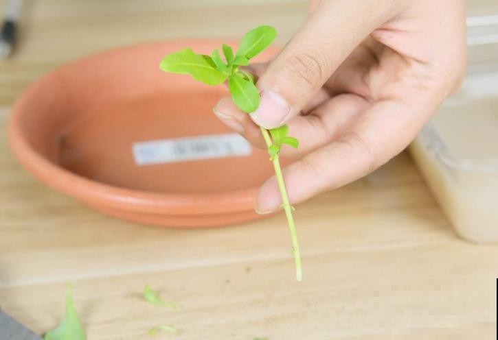 7种“落地生根”花,春天多插几棵,成活率特别高 7种“落地生根”花,春天多插几棵,成活率特别高